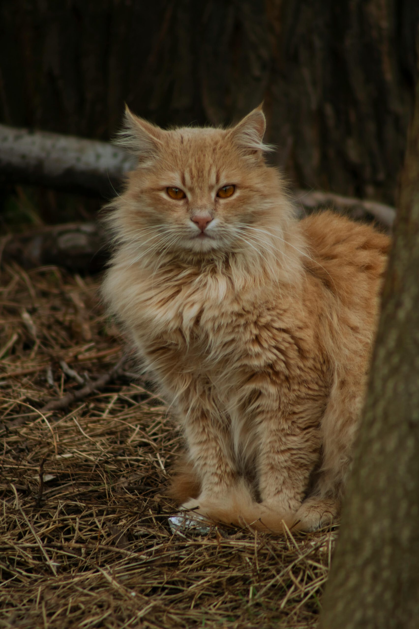 Ginger cat with fluffy fur sitting in a forest, showcasing a serene and natural setting.