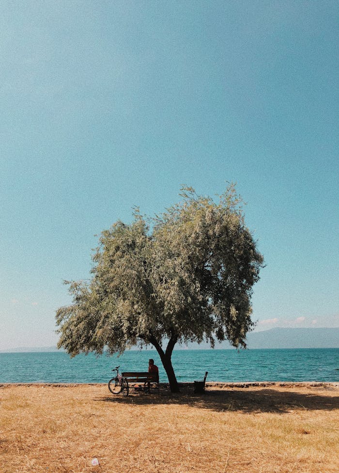 A serene coastal view with a lone tree and bicycle by the sea, perfect for relaxation.